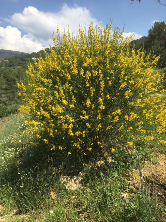 Les Genets Villa Fayence Dış mekan fotoğraf