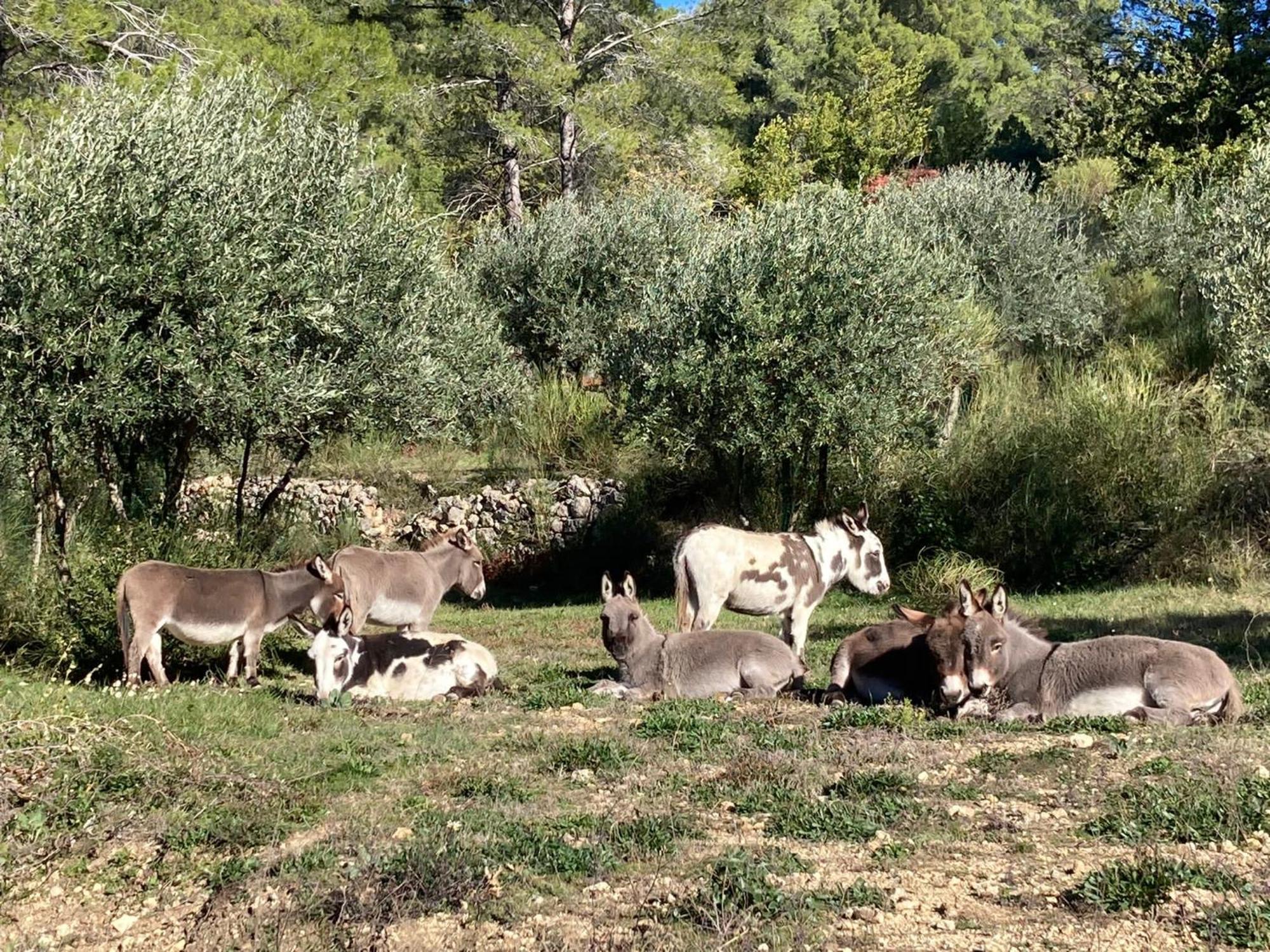 Les Genets Villa Fayence Dış mekan fotoğraf