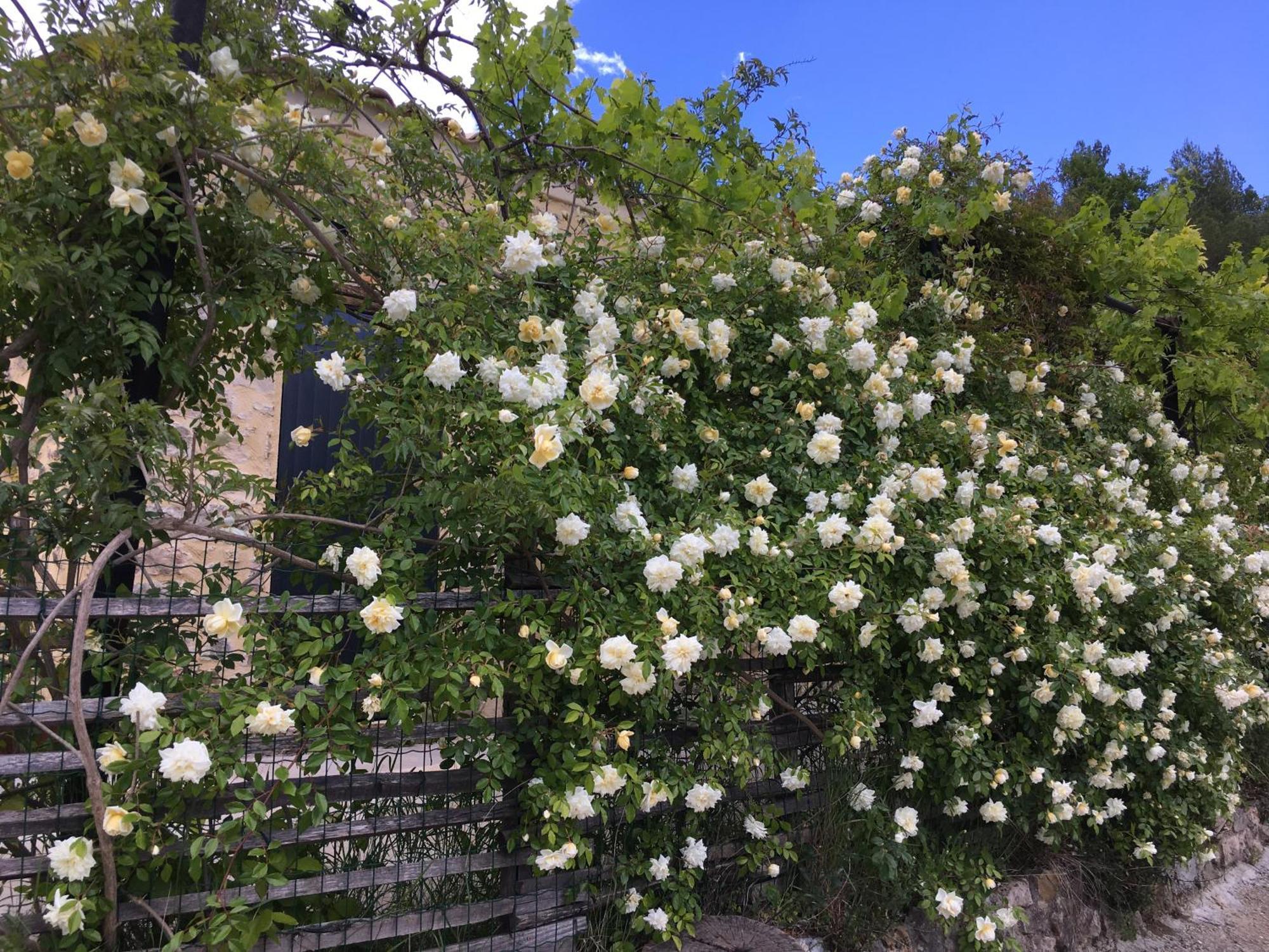 Les Genets Villa Fayence Dış mekan fotoğraf