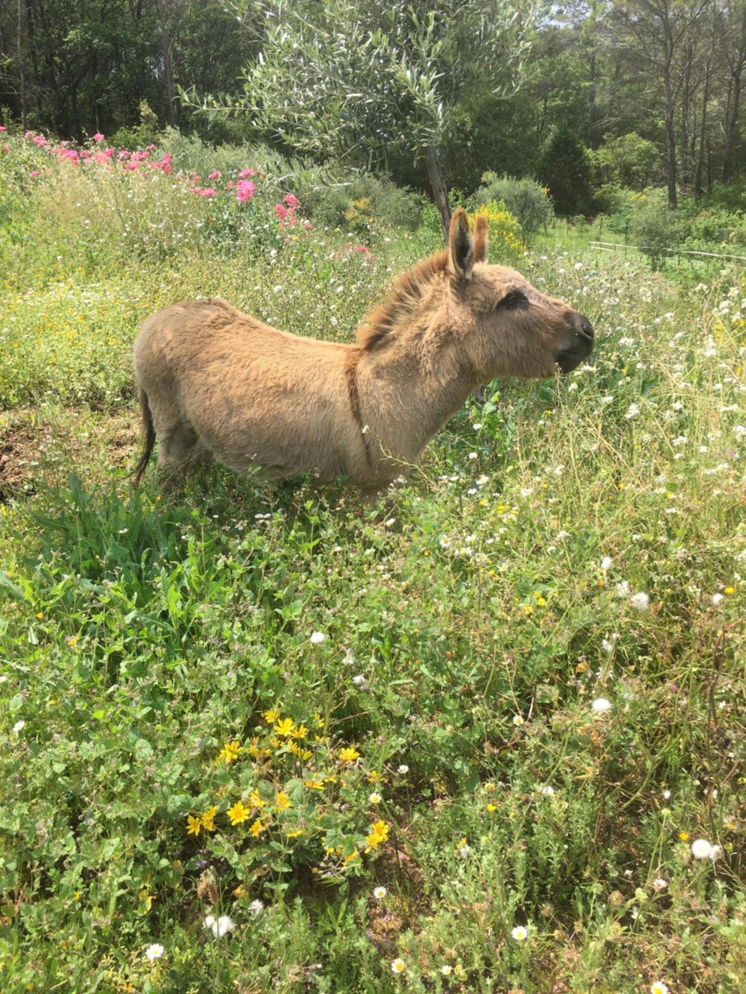Les Genets Villa Fayence Dış mekan fotoğraf